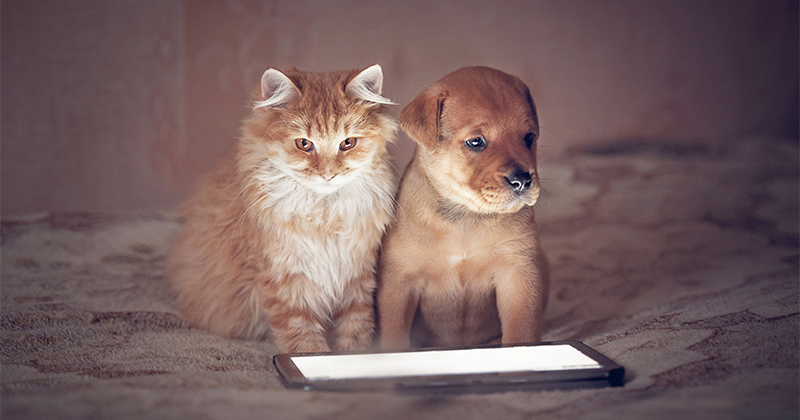 Your Pets CAN talk
